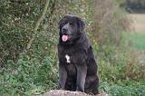 DOGUE DU TIBET 607